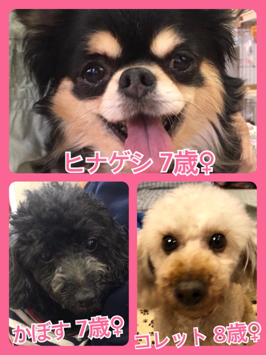 🐾今日の里親様募集中ワンコ🐶メンバーです🐾2019,6,21